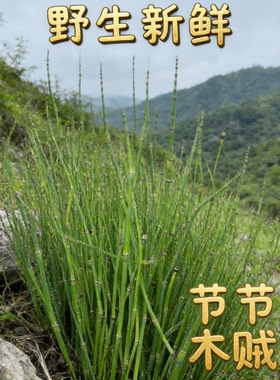 天然野生木贼节节草干花造景