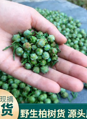新鲜柏树果柏树籽长柏铃柏树籽枕头侧柏叶籽侧柏果四川省野生热销