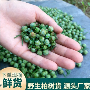 新鲜柏树果柏树籽长柏铃柏树籽枕头侧柏叶籽侧柏果四川省野生热销