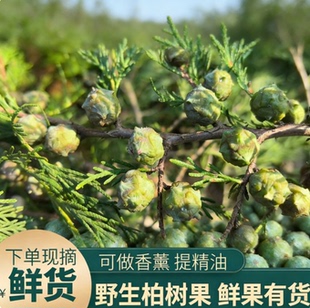 新鲜柏树果柏树籽长柏铃柏树籽枕头侧柏叶籽香薰香料 原料 侧柏果