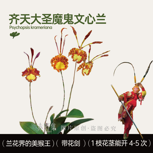 魔鬼文心兰-洋兰Psychopsis Mariposa 齐天大圣美猴王兰花带花剑