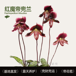 赤野集兰花红魔帝绿魔帝兜兰 (Paph.Maudiae)花期长洋兰室内花卉