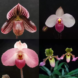 赤野集胡志明 彩云x费氏 魔奎 黑德氏兜兰收藏级兰花盆栽室内绿植