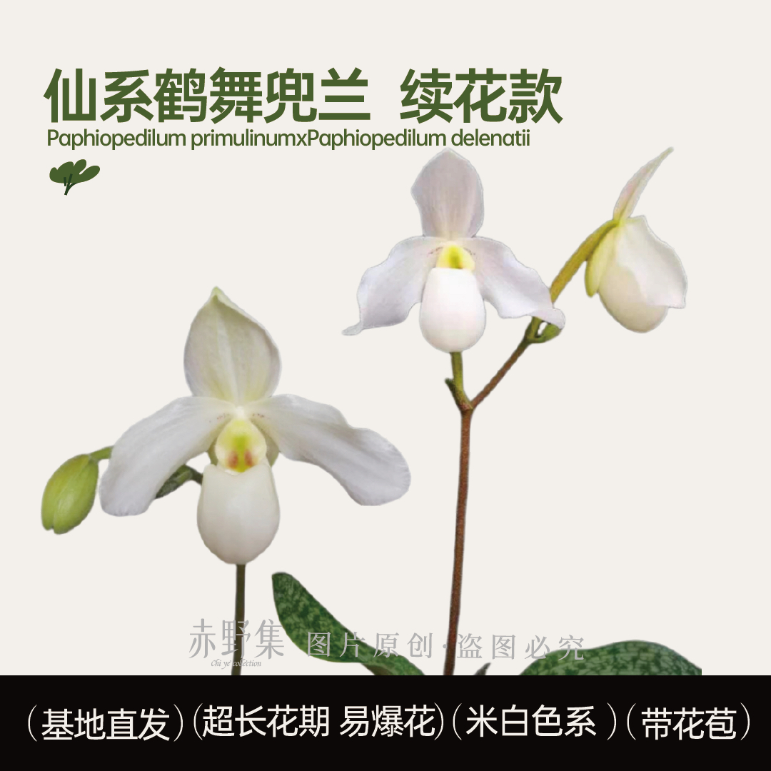 赤野集兰花  鹤舞兜兰续花型小型品种拖鞋兰白色兰花盆栽越开越白