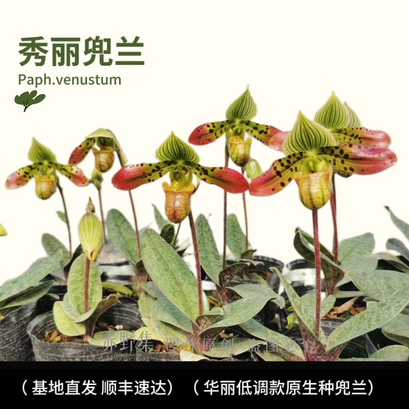 赤野集兰花实生苗原生种秀丽兜兰（Paph.venustum）龟壳兜兰斑叶