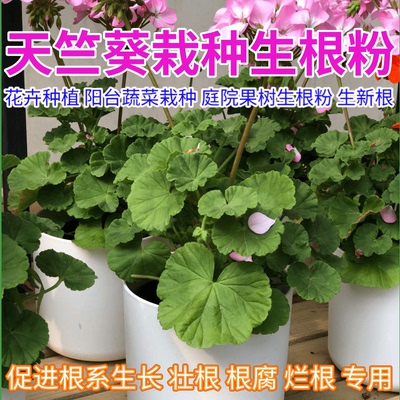 天竺葵生根剂生根粉花卉生根壮苗花肥庭院盆栽蔬菜果树绿植生根肥