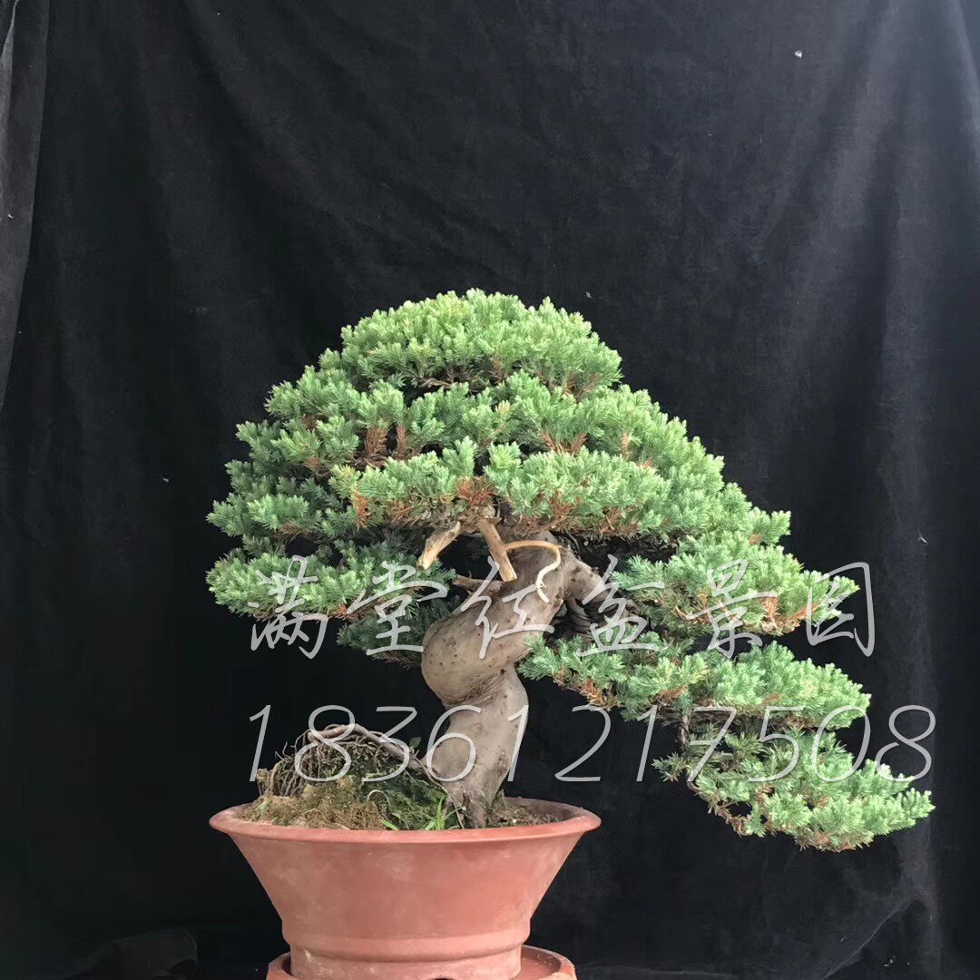 地柏盆景济州真柏台湾老桩树桩童子功阳台别墅摆放日本系鱼川进口|ruв категории доставка цветов/цветок моделирования/растения садоводства, цветок/растения в горшках (новый), крупные растения/сочетание горшки готовой продукции - от Buy2taobao.com для оказания профессиональной услуги покупки агента Taobao