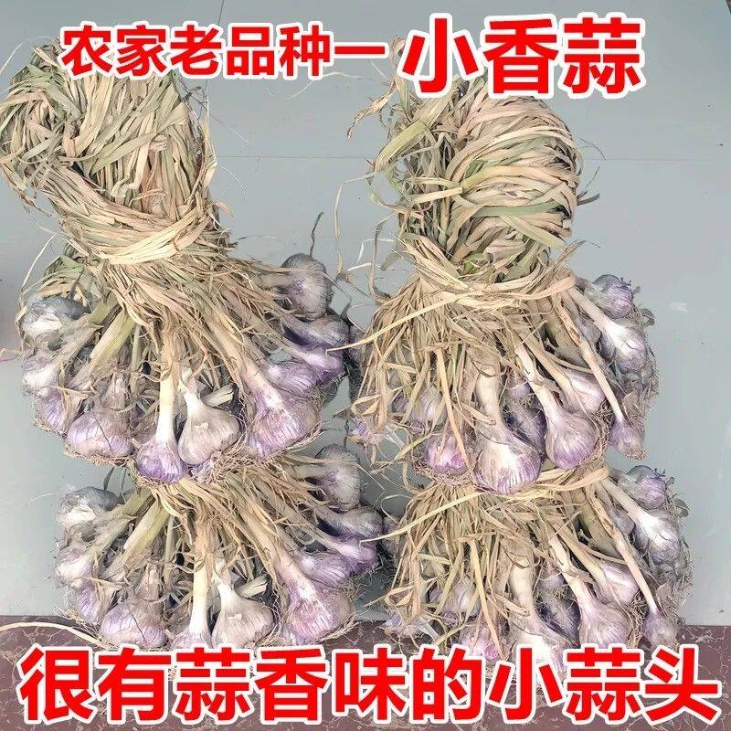 蒜种新干蒜小香蒜干蒜紫皮蒜头新大蒜