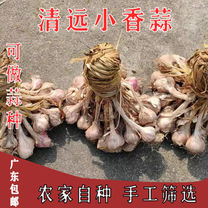 农家蒜头老品种小香蒜土蒜香蒜紫皮白 衣小蒜头可种可吃