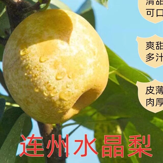 连州水晶梨翠冠梨黄花梨黄金梨秋月梨现摘应季水果整箱10斤