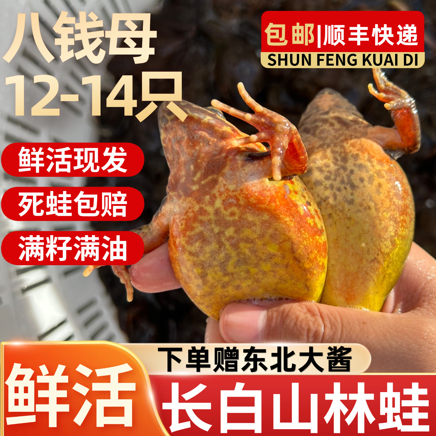 长白山林蛙油多籽满东北林蛙鲜活