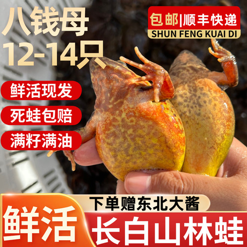 长白山林蛙油多籽满东北林蛙鲜活