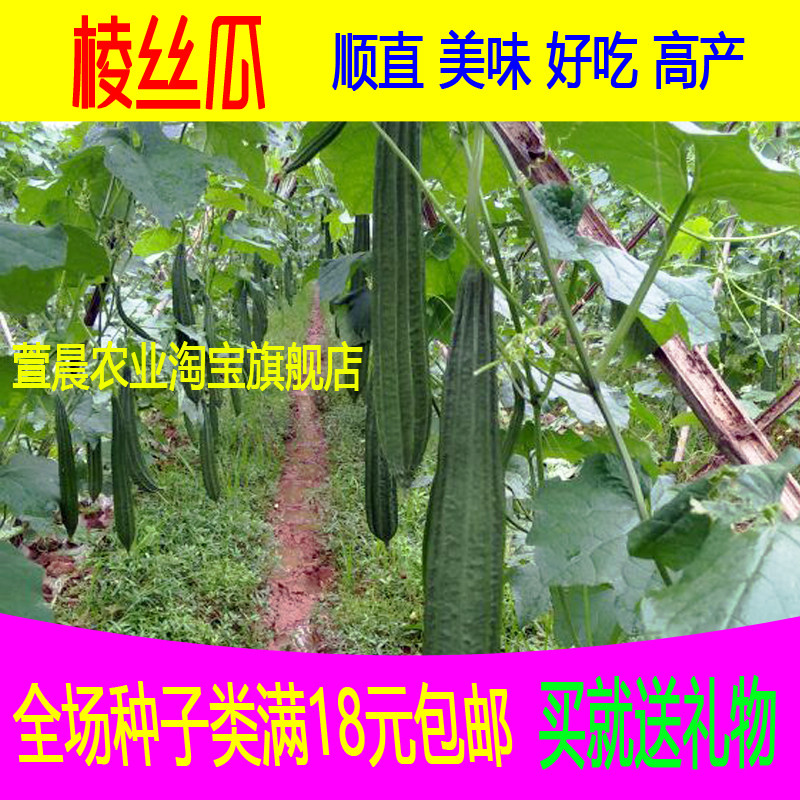寿光蔬菜种子 寿光特菜有机棱丝瓜种子 丝瓜种子春播冲冠促销10粒