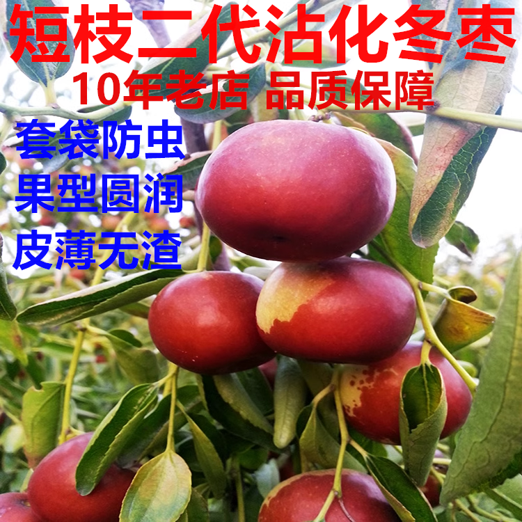 超甜短枝二代沾化冬枣5斤特大果皮薄套袋冬枣新鲜大枣现摘红枣子