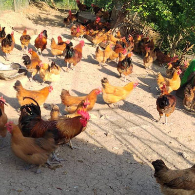 农家散养土鸡蛋  正宗地跑鸡蛋新鲜五谷杂粮鸡蛋现捡现发包50枚装