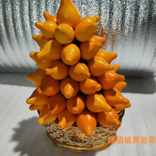 五代果黄金果观赏果耐看广西果高颜值室内绿植网果红新春盆栽新居