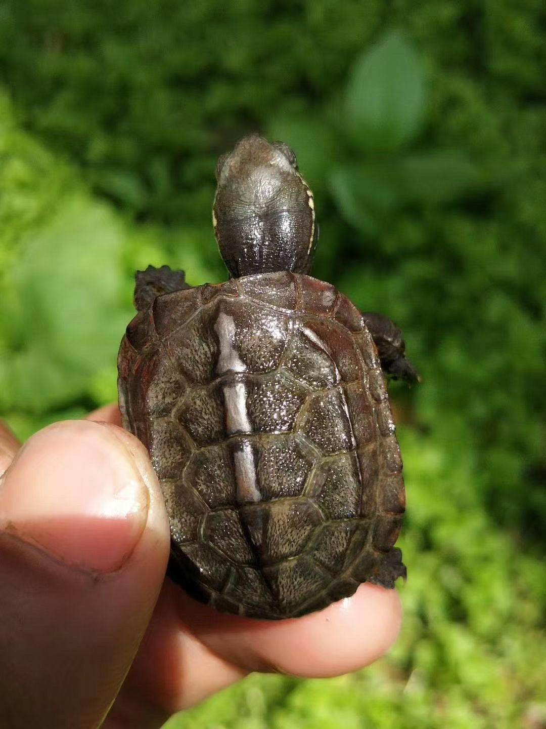 中华草龟纯种安徽大头草龟湖北草水族观赏龟外塘草龟苗活体宠物龟