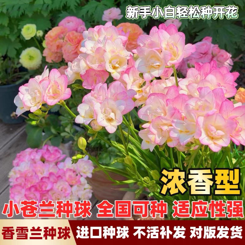 香雪兰种球四季多年生花球重瓣浓香型花卉庭院阳台耐寒好养盆栽图片