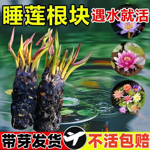 睡莲水培植物四季户外水养荷花水莲花水池塘鱼缸大睡莲根块带花苞