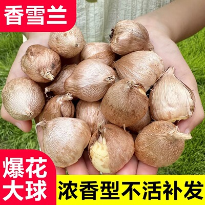 香雪兰小苍兰种球重瓣浓香型花卉四季多年生盆栽庭院阳台耐寒好养