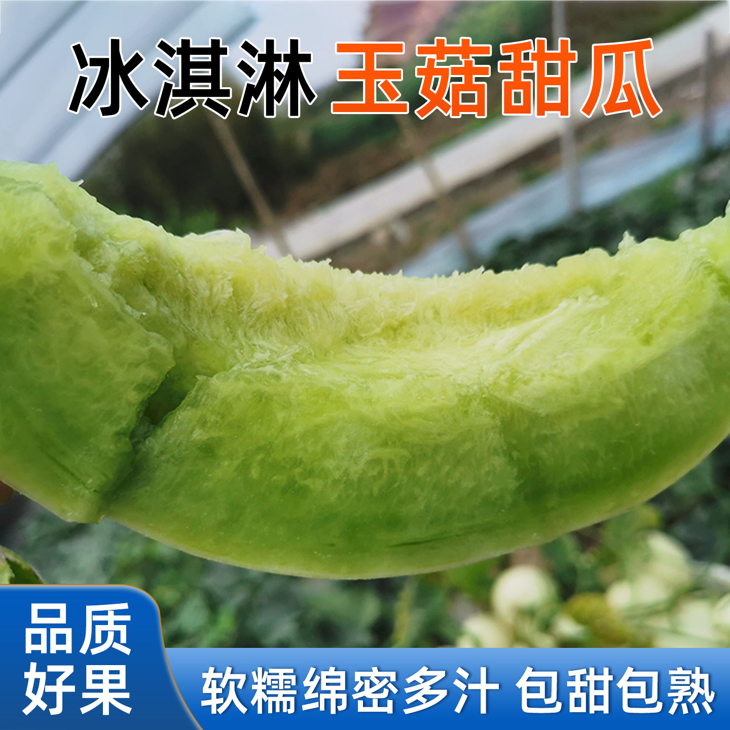 聊城莘县玉茹甜瓜新鲜水果整箱包邮应当季蜜瓜香瓜白瓜冰淇淋蜜瓜