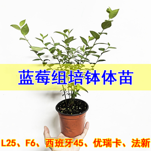 蓝莓组培苔藓苗L25一年杯苗南高丛当年开花结果纯甜阳台果树盆栽
