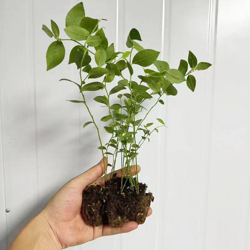 【纯甜大果优瑞卡】L25蓝莓组培苔藓苗果树苗木好养耐寒早熟品种