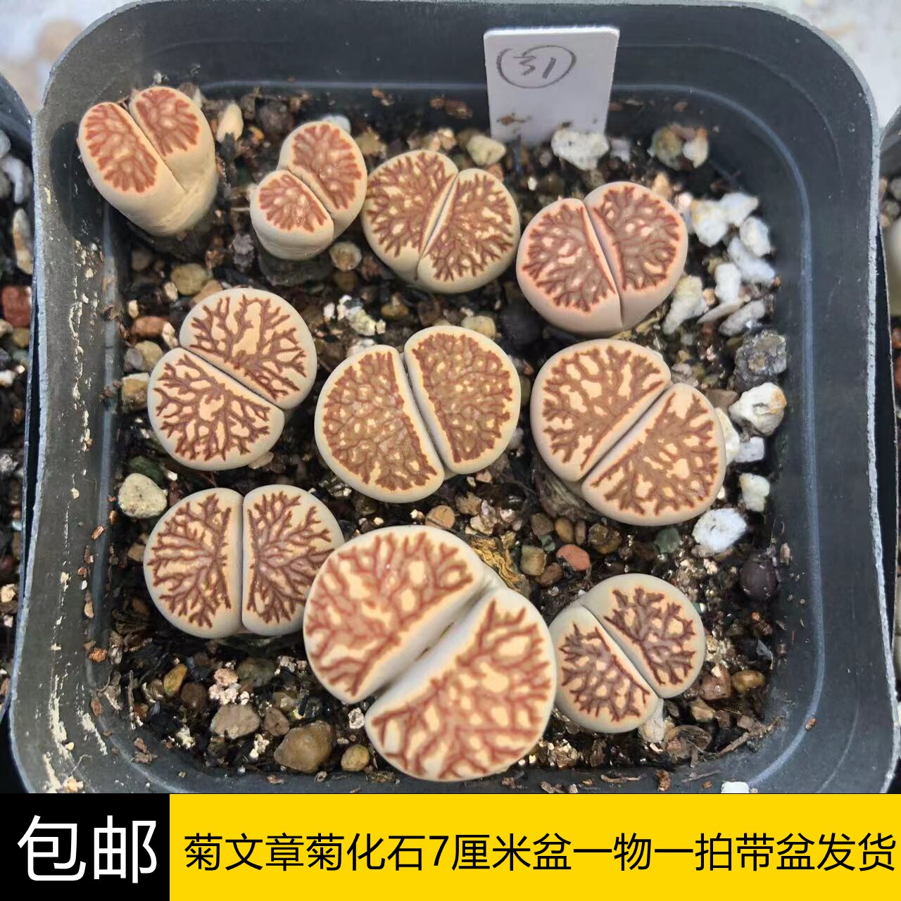 乖猫多肉园菊文章菊化石一物一拍带7厘米盆发货植物精品桌面装饰