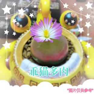 红绿灯泡肉锥非哈默开花母本可红可爱超萌番杏科多肉植物小众优选