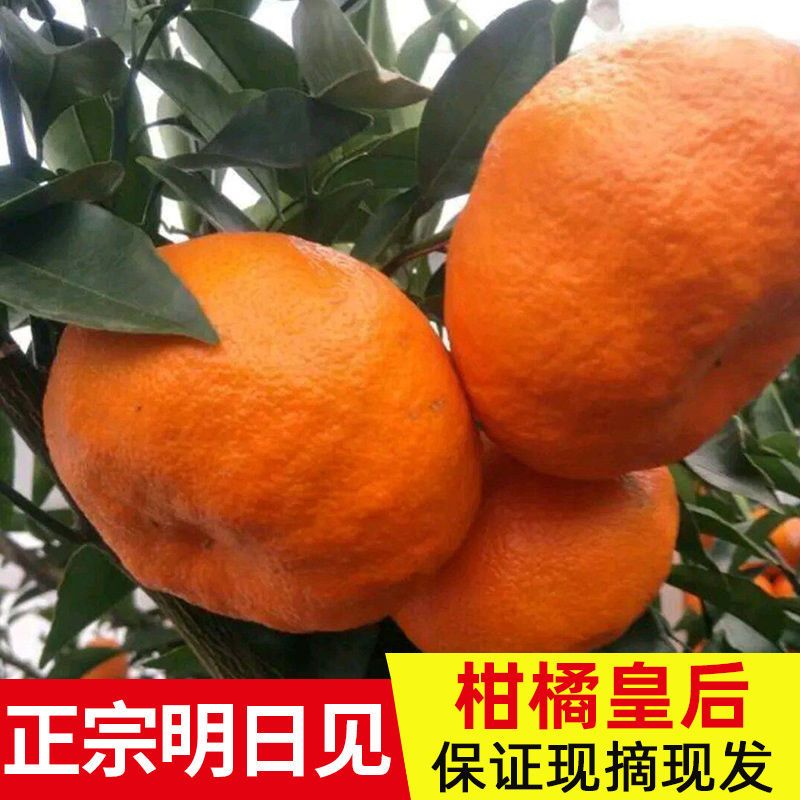 四川正宗明日见柑橘之王薄皮孕妇少籽新鲜橘子当季脆甜水果现摘橙