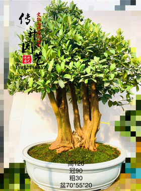 庭院金豆子盆景树桩老桩盆景带果金豆矮霸造型盆景 盆景实物