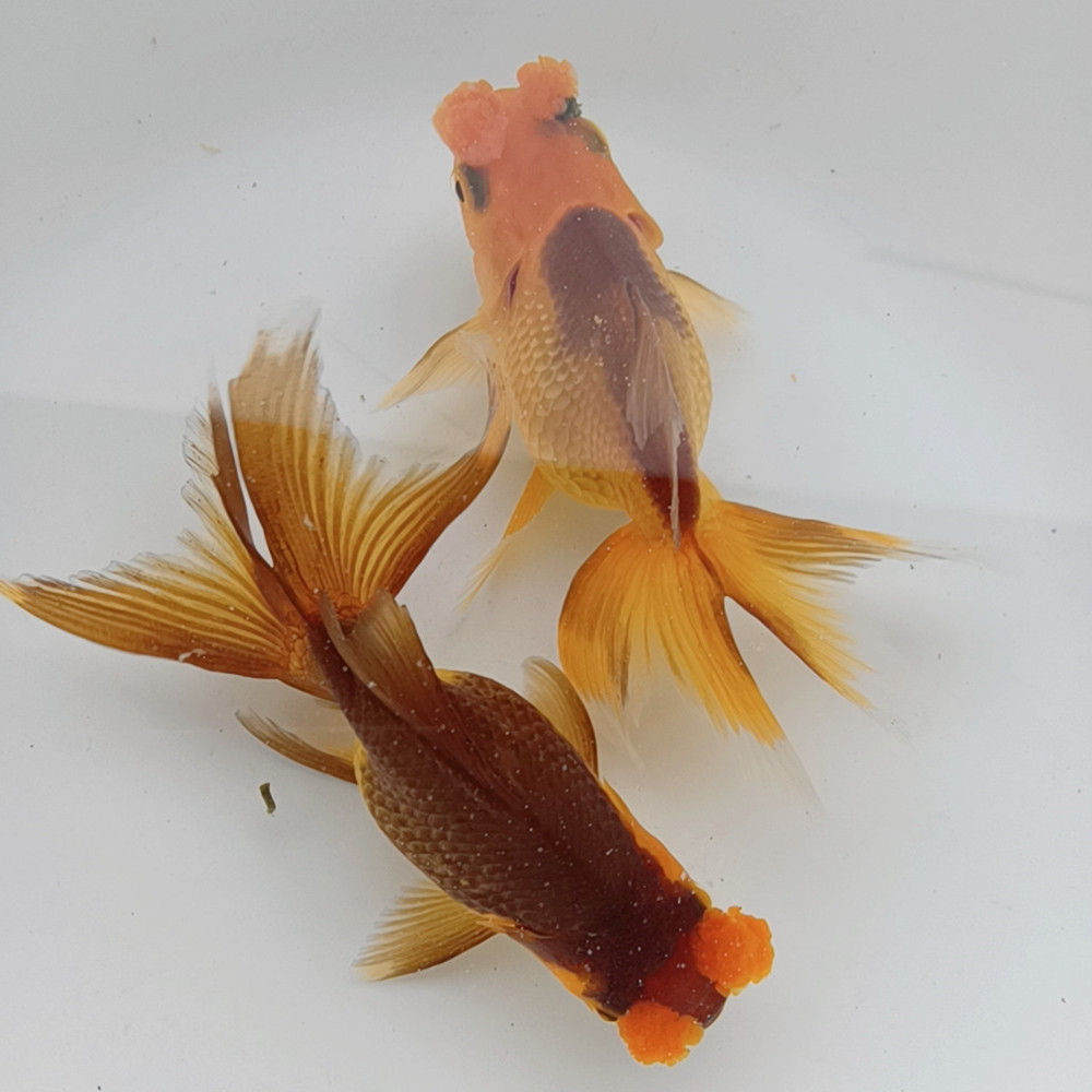 绒球紫色精品绒球金鱼苗泰狮兰寿珍珠鱼冷水鱼观赏宠物鱼好养活体