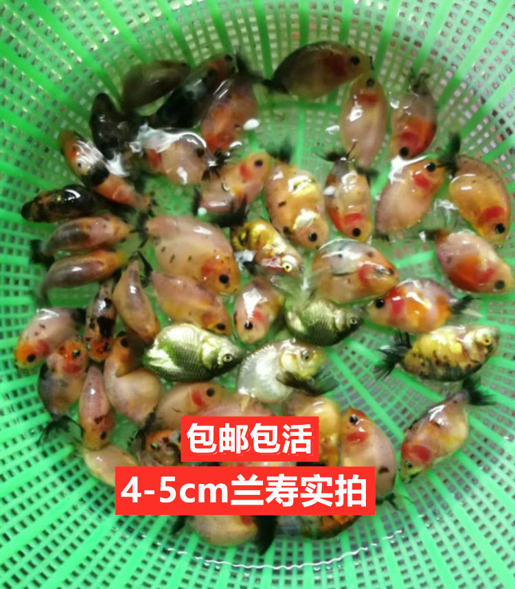兰寿鱼苗金鱼活体冷水鱼观赏鱼