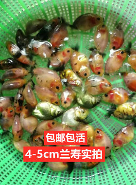 兰寿鱼苗金鱼活体冷水鱼观赏鱼