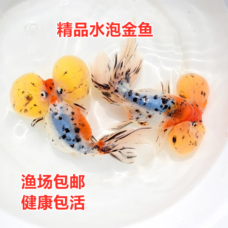 精品水泡金鱼五花红白水墨黑观赏