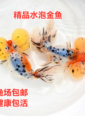 精品水泡五花红白水墨黑色樱花水泡大眼金鱼冷水鱼好养观赏鱼活体