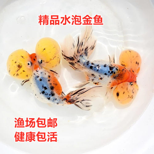 精品水泡金鱼五花红白水墨黑观赏