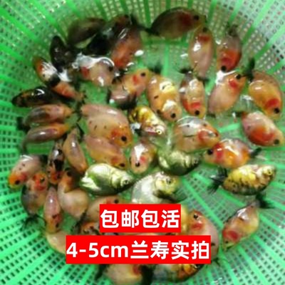 精品兰寿苗金鱼红白玉兔好养耐活冷水鱼赛级小尾兰寿鱼苗波妞活鱼