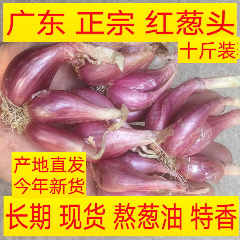 红葱头正宗新鲜小火干葱头种子做葱油酥肠粉雲吞汁广东产地发1份