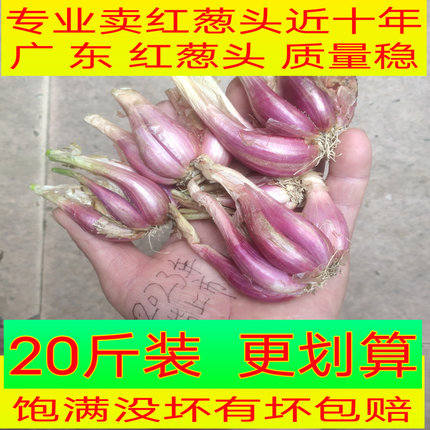 正宗红葱头新鲜小香干小火葱头种广东发货做葱油酥肠粉汁1份包邮