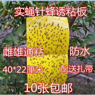瓜果实蝇诱粘板 果实蝇瓜实蝇 桔小实蝇针蜂捕捉粘胶板诱捕器