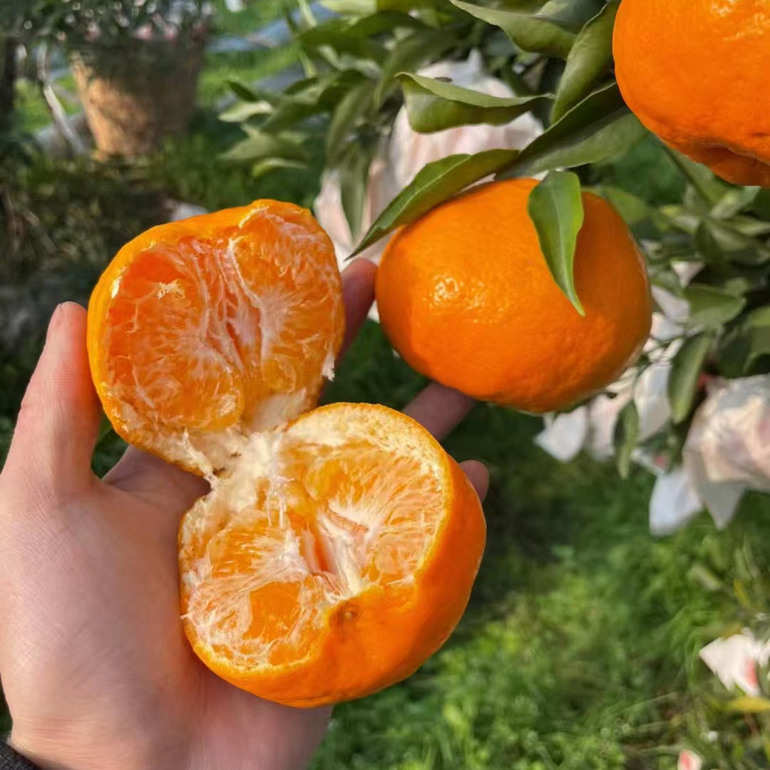 蜀味浓四川春见耙耙柑新鲜柑橘芭芭柑甘平整箱新鲜孕妇水果,水产肉类/新鲜蔬果/熟食,桔子,淘宝优惠券,粉丝福利购,淘宝优惠卷