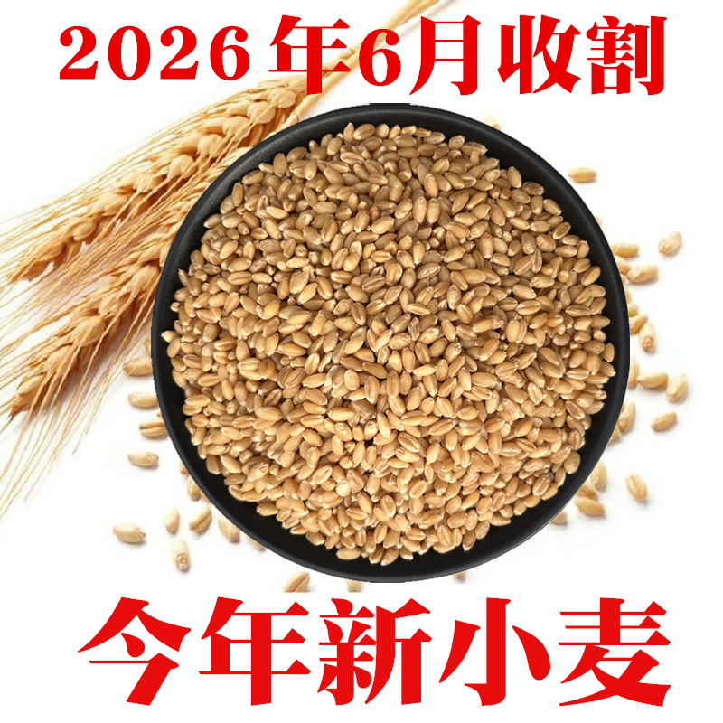 2026年新收今年新小麦粒做小麦酱煮粥钓鱼饵山东带麸皮小麦包邮