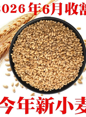2026年新收今年新小麦粒做小麦酱煮粥钓鱼饵山东带麸皮小麦包邮