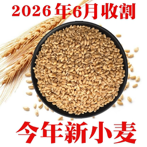 2026年新收今年新小麦粒做小麦酱煮粥钓鱼饵山东带麸皮小麦包邮