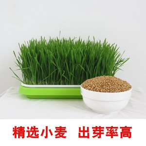 小麦草种子新小麦粒做麦芽糖小麦苗榨汁猫草子育苗盘麦子包邮