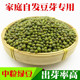 新绿豆发豆芽专用绿豆非转基因绿豆汤豆粥发绿豆芽芽苗菜 包邮
