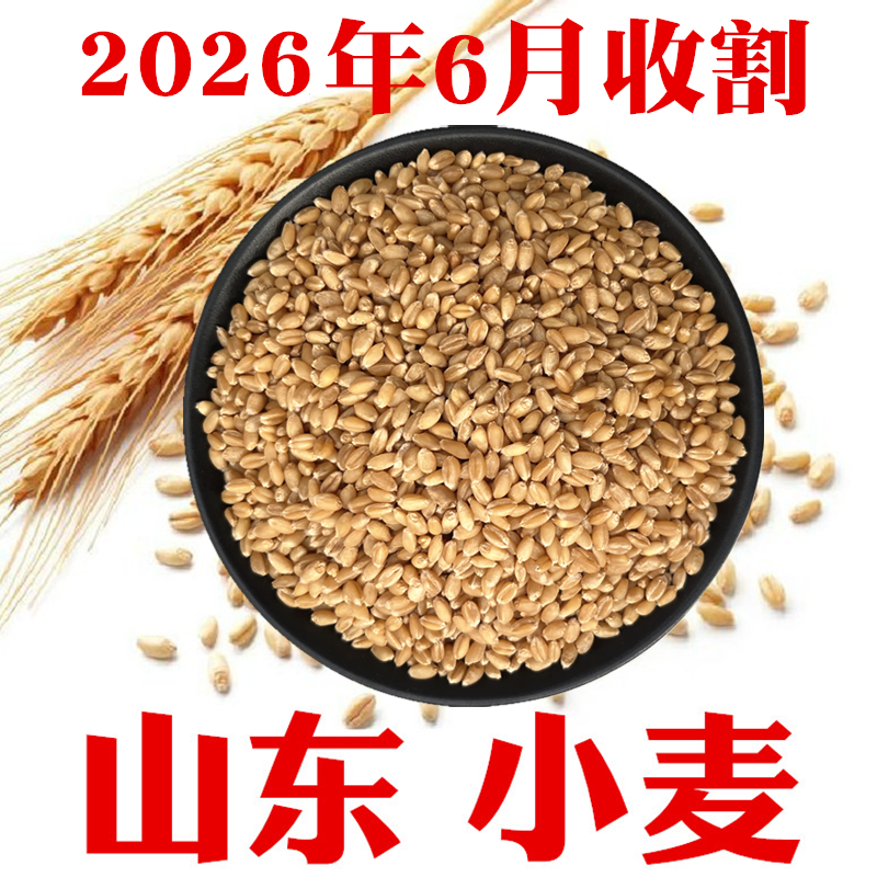 今年山东农家新小麦粒做小麦酱煮粥麦芽糖山东带麸皮小麦包邮
