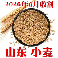 今年山东农家新小麦粒做小麦酱煮粥麦芽糖山东带麸皮小麦包邮