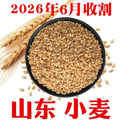 今年山东农家新小麦粒做小麦酱煮粥麦芽糖山东带麸皮小麦包邮
